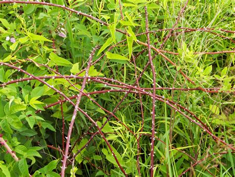 types of briar bushes